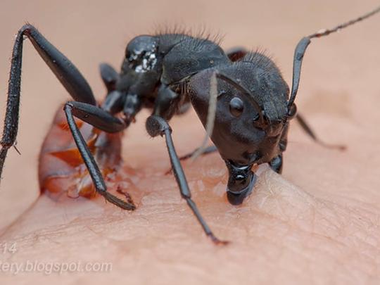 Kitchener Pest Control Carpenter Ant Bites kitchener-pest-control-carpenter-ant-bites