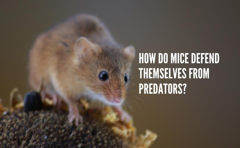 Guelph Pest Control How Do Mice Defend Themselves From Predators