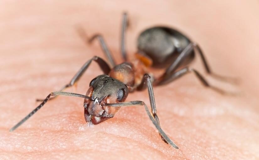 Kitchener Pest Removal Carpenter Ant Bites