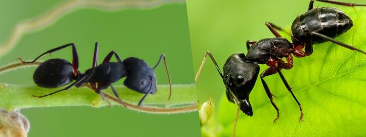 Black garden ant discount