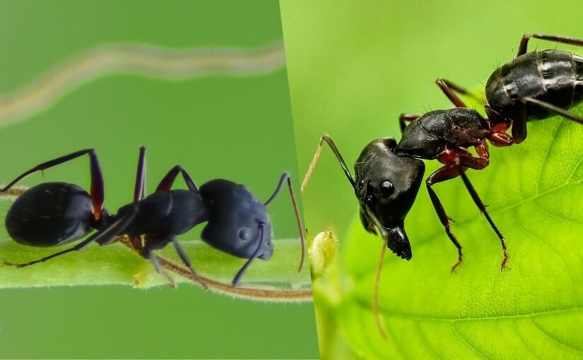 The Difference Between Black Ants and Carpenter Ants