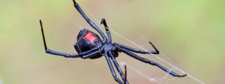 Waterloo Pest Control Everything You Need to Know About Poisonous Spiders