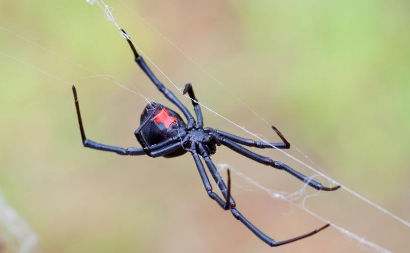 Waterloo Pest Control Everything You Need to Know About Poisonous Spiders