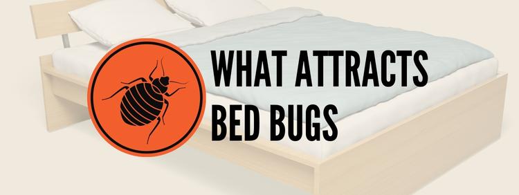 What Attracts Bed Bugs to Your Niagara Home