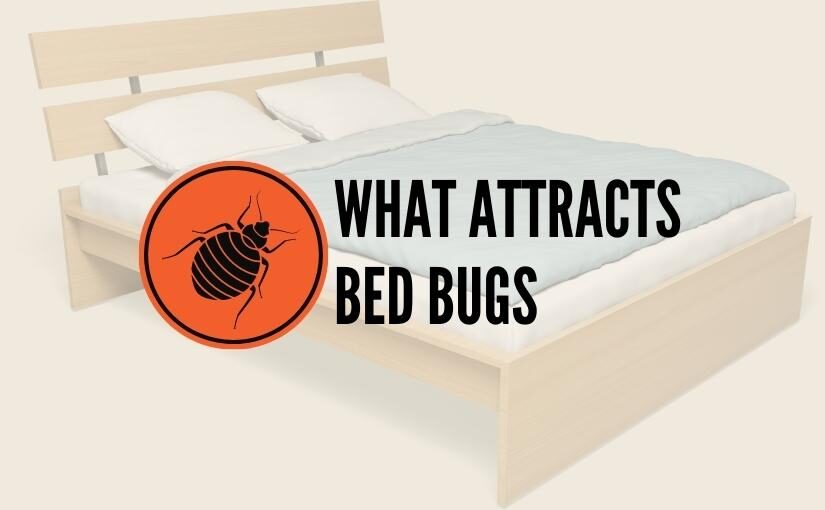 Canada’s Top 10 Bed Bug Infested Cities