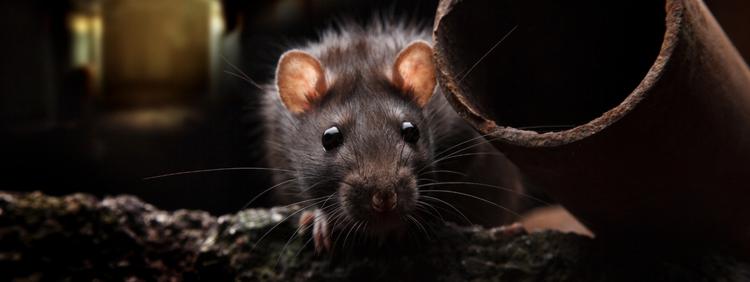 Where Did Rats Get Their Bad Reputation