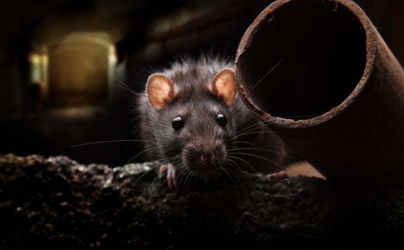 Where Did Rats Get Their Bad Reputation