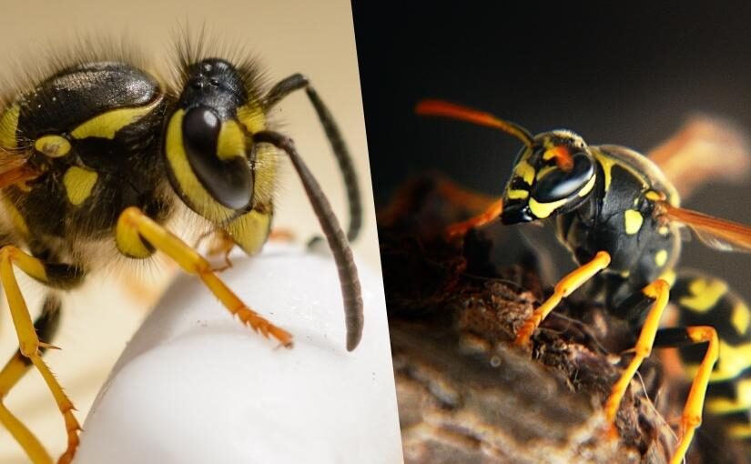 Which is Worse a Wasp or Hornet