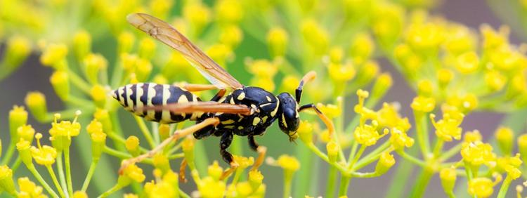 Why Wasps Are Aggressive During the Fall