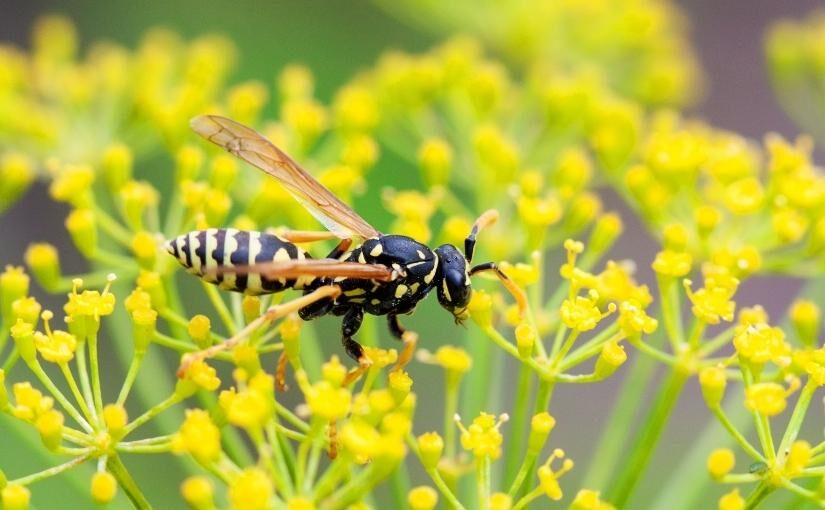 Why Wasps Are Aggressive During the Fall
