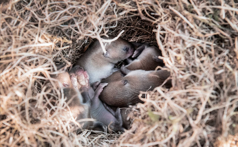 4 Things That Attract Mice to Homes and How You Can Prevent It
