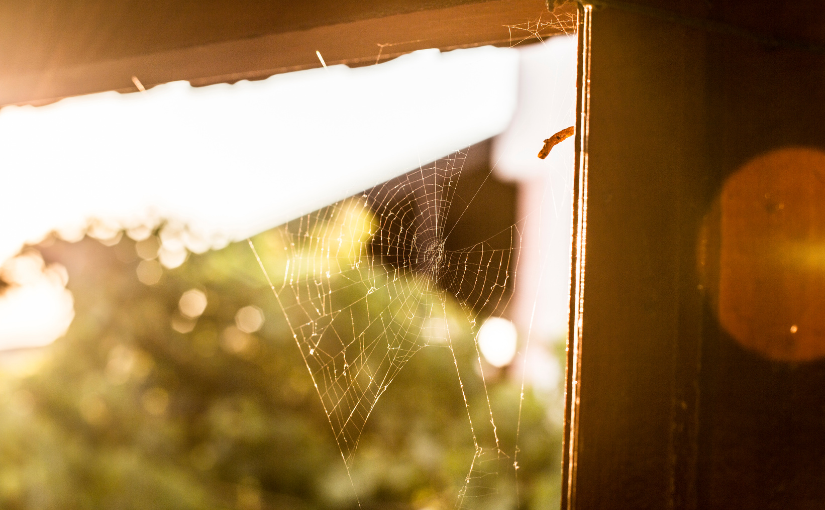 How To Determine You Have a Spider Problem