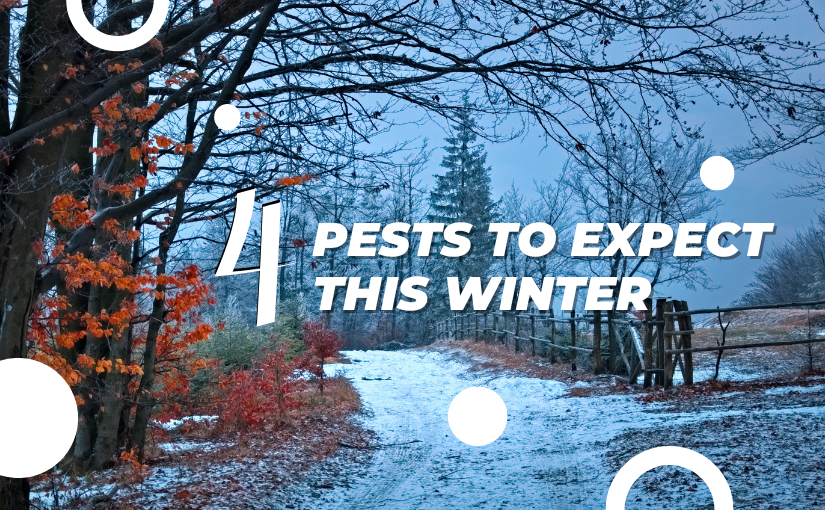 4 Pests To Expect This Winter