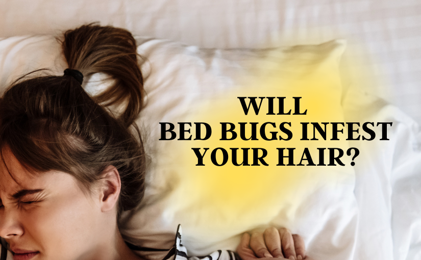 Bed Bugs Infest Your Hair