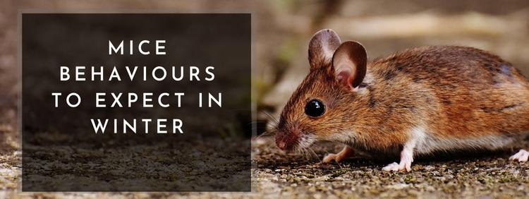 Brampton Rodent Control: Rotteoppførsel å forvente om vinteren