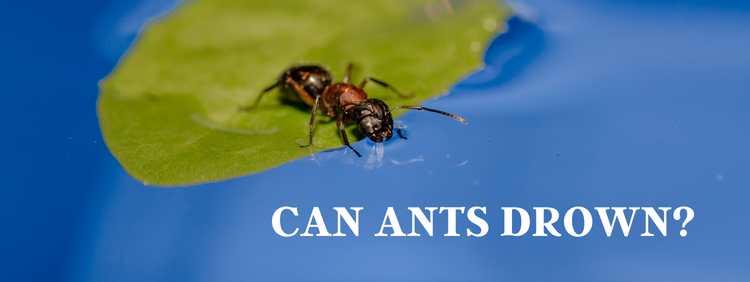 Guelph Pest fjerning: Hvordan påvirker vann maur?