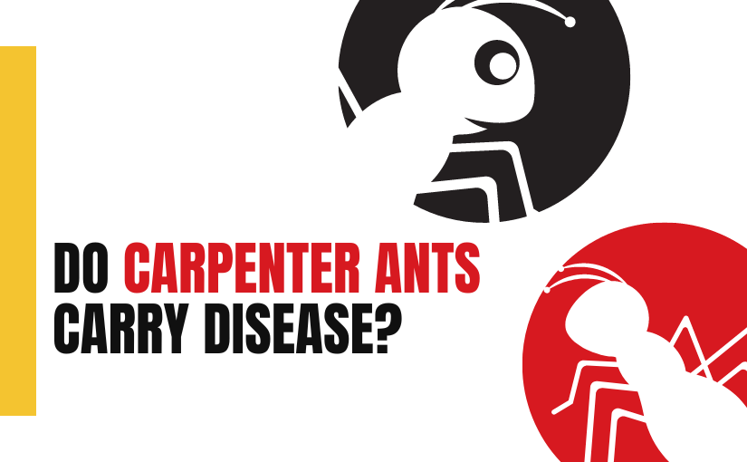 Carpenter Ants and the Risks of Disease or Infection