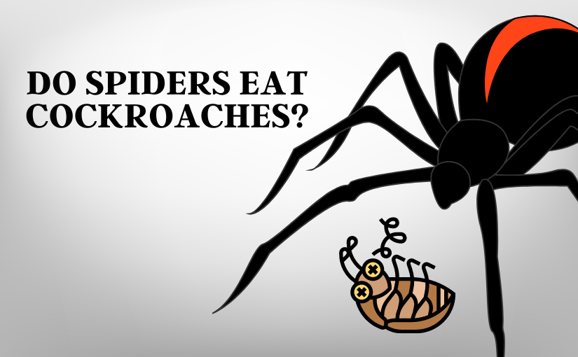 Do Spiders Eat Cockroaches