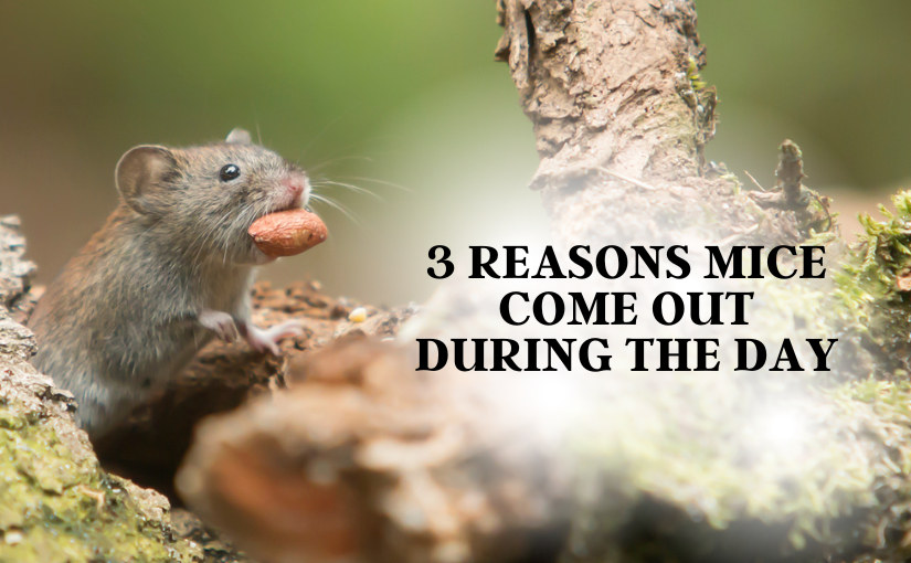 Guelph Pest Removal: 3 Reasons Mice Come Out During the Day