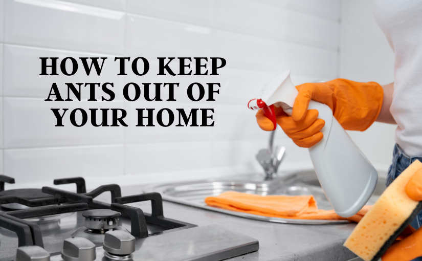 How to Keep Ants Out of Your Waterloo Home