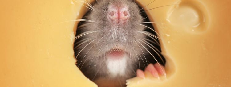 Milton Skadedyrkontroll 3 ting du ikke visste at rotter elsker!