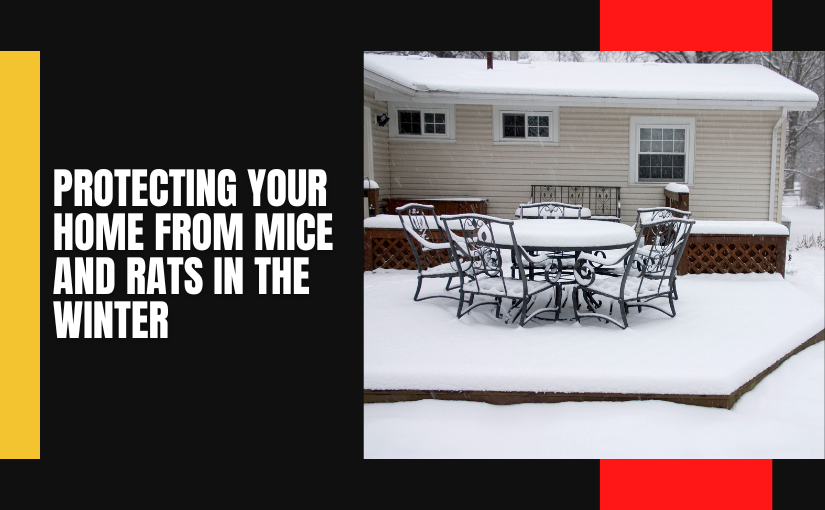 Protecting Your Home From Mice and Rats in the Winter