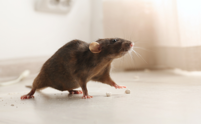 What to do When Your Neighbour Has a Rat Infestation in Toronto