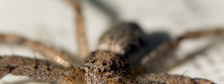 Toronto skadedyrkontroll.  Har hver edderkopp åtte øyne?