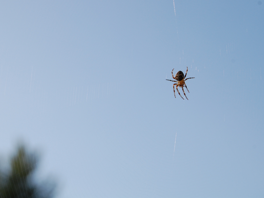 What do cheap spiders hate