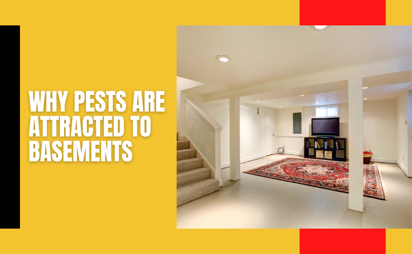 Why Pests Are Attracted to Basements