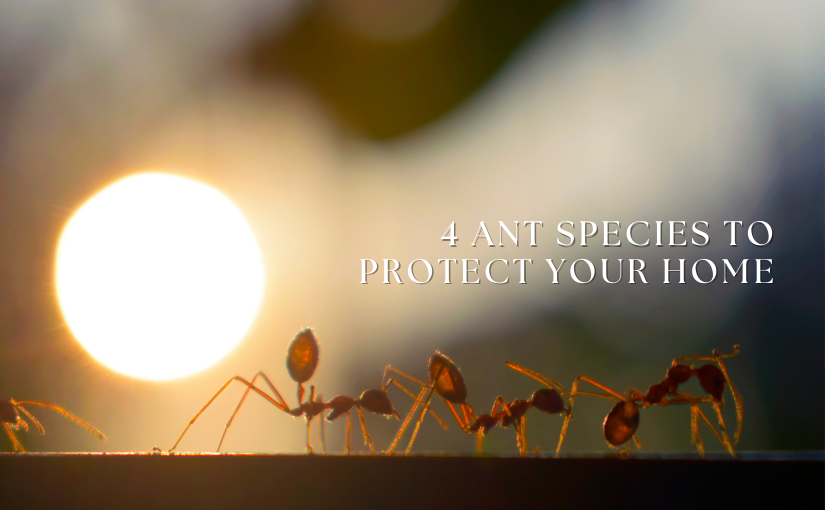4 Ant Species to Protect Your Guelph Home From