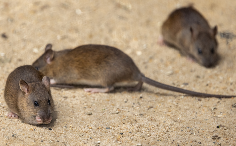 Toronto Pest Control: What To Do About a Black Rat Infestation