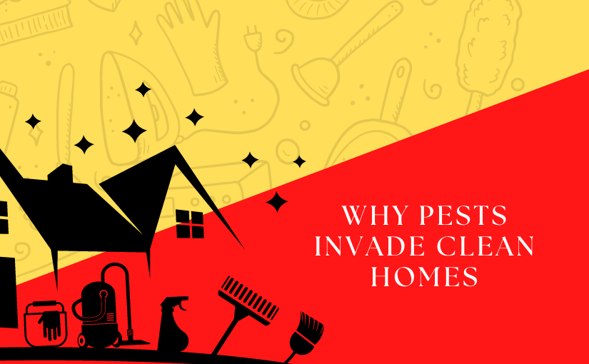 Why Pests Invade Clean Homes