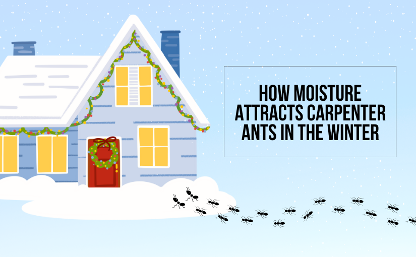 How Moisture Attracts Carpenter Ants in the Winter