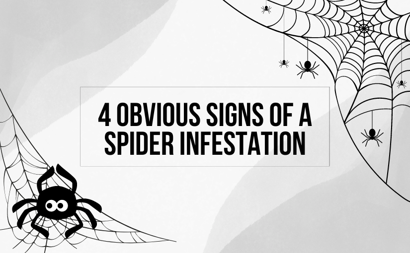 spider infestation