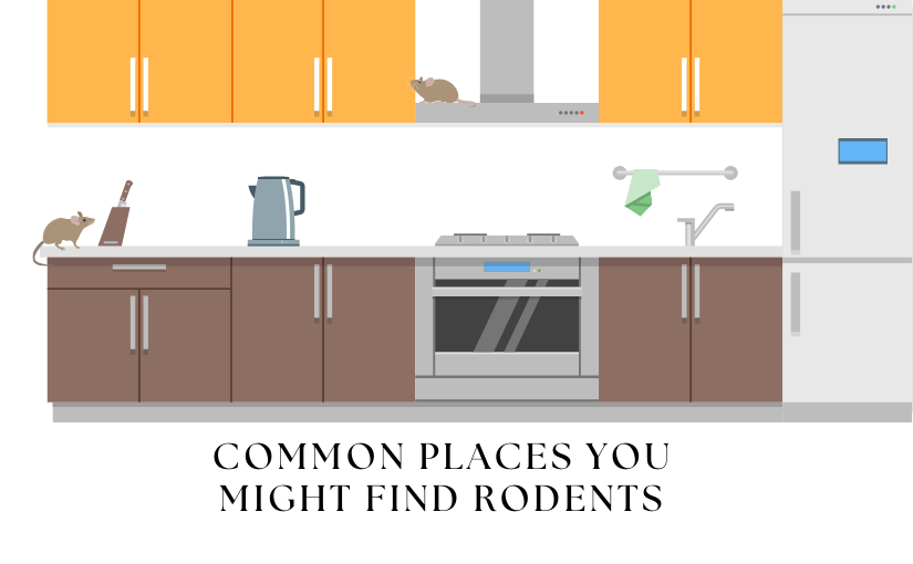 Common Places You Might Find Rodents (3)