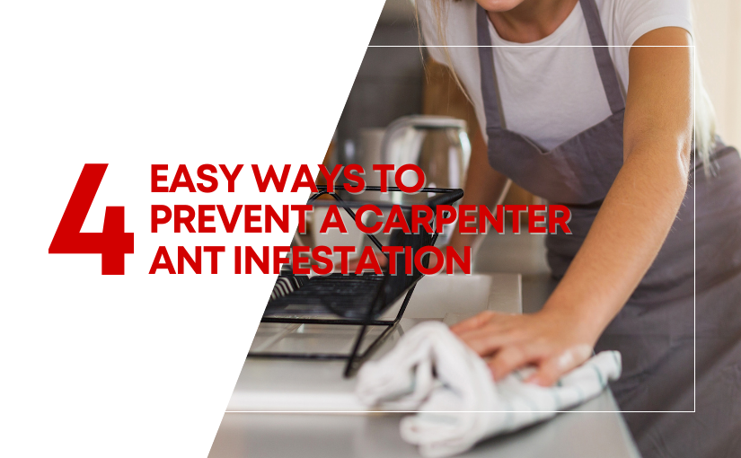 4 Easy Ways to Prevent a Carpenter Ant Infestation