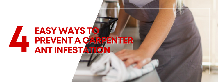 4 Easy Ways to Prevent a Carpenter Ant Infestation