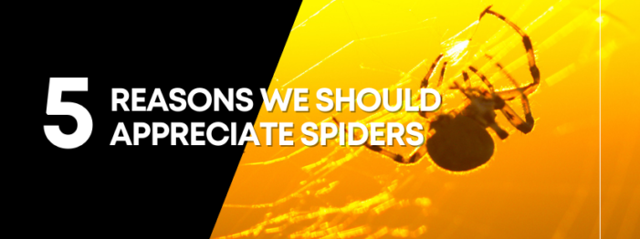 5 Reasons We Should Appreciate Spiders