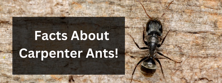 3 Interesting Facts About Carpenter Ants!