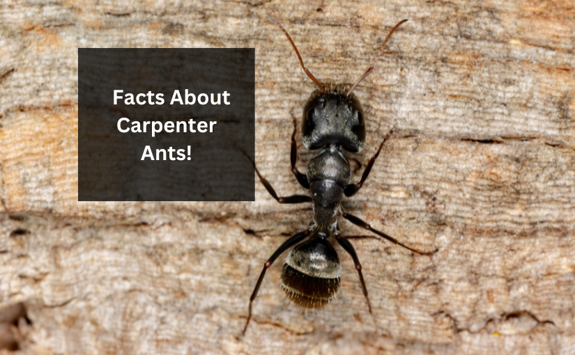 3 Interesting Facts About Carpenter Ants!