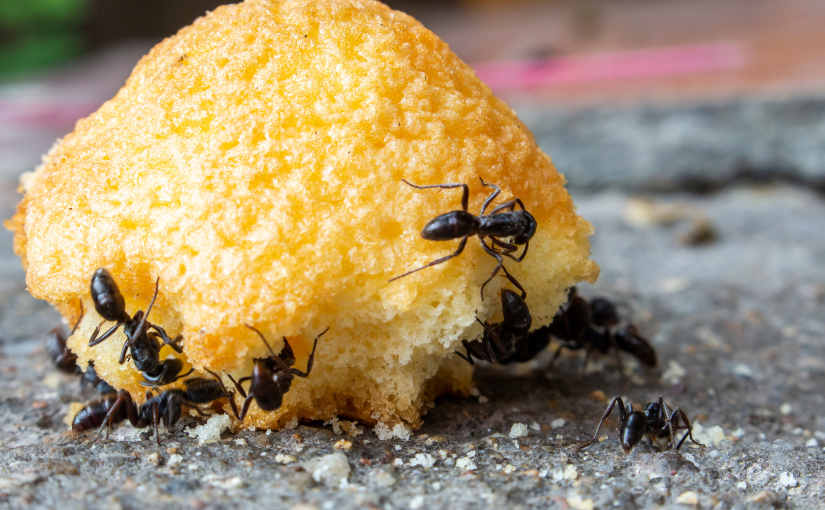 3 Things Attracting Carpenter Ants To Your Thornhill Home