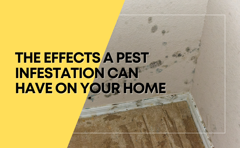 The Effects a Pest Infestation Can Have on Your Home