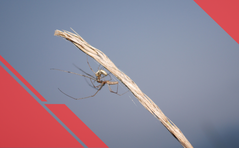 Not all Daddy-Long-Legs are Spiders! - Good News Pest Solutions