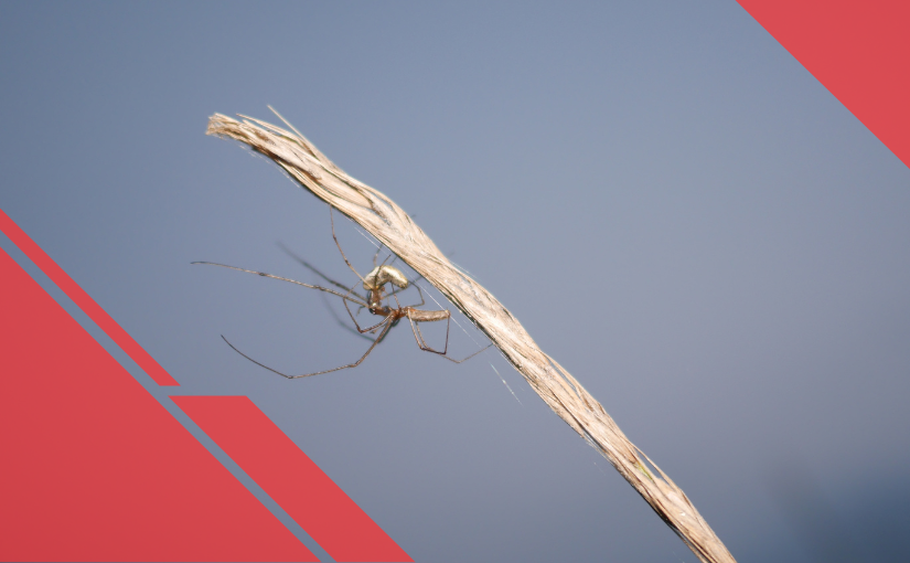 16 Fascinating Facts About Daddy Longlegs