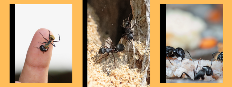 Can Carpenter Ants Be Dangerous