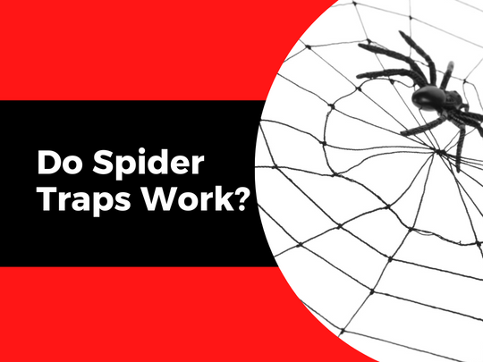 Cambridge Pest Control Do Spider Traps Work