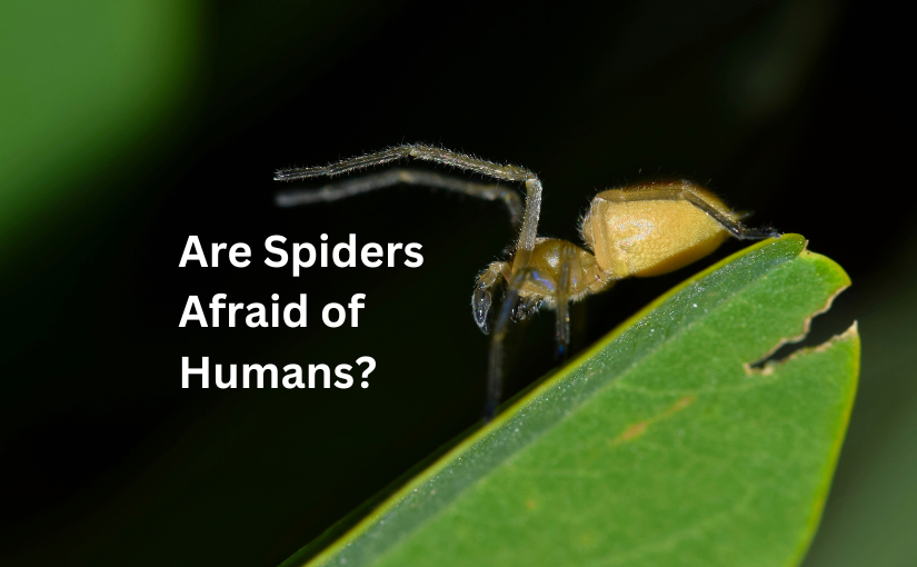 Haldimand-Norfolk Pest Control Are Spiders Afraid of Humans