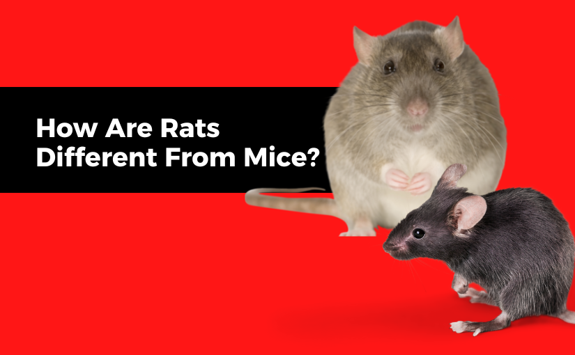How Are Rats Different From Mice