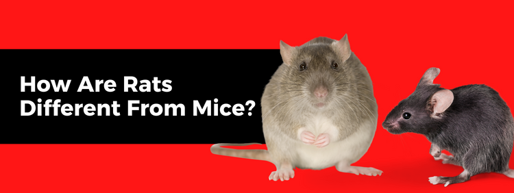 What's the difference?: Mouse vs. rat